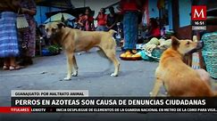 Perros en azoteas' son causa de denuncias ciudadanas por maltrato animal