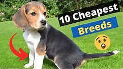 10 Most Cheapest Dog Breeds on this Planet 🐶😲
