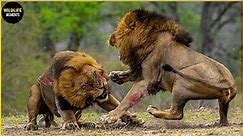 30 Terrifying Moments Male Lion Fight To Defend Territory
