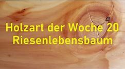 Holzbestimmung: Holzart der Woche 20 – THUJA, LEBENSBAUM viele Namen, aber nur ein BAUM!