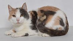 Jefferson City, MO - Domestic Shorthair. Meet Trinity a Pet for Adoption - AdoptaPet.com