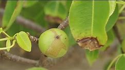 Manchineel: The most deadly tree in the world