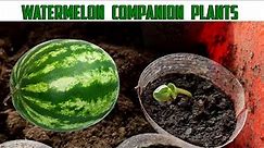Watermelon Companion Plants - Best and Worst Companion Plants For Watermelon