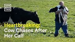 Farmer Separates Cow & Calf in Heartbreaking Footage