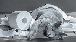 The 4 Best Cat-Proof Toilet Paper Holders