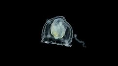jellyfish under a microscope, possibly Hydractiniidae family, suborder Filifera. Sample found in the Red Sea
