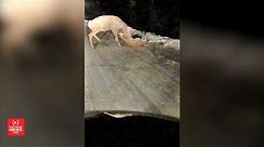 Life or death battle between deer and mountain lion caught on camera