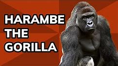 The Story of Harambe the Gorilla | Meme History