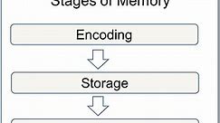 Memory Stages In Psychology: Encoding Storage & Retrieval