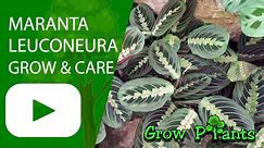 Maranta leuconeura – grow & care (Prayer plant)