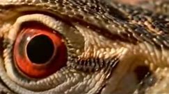 Lizards, Snakes and Poisonous Animals Roaming the Deserts of Australia | BBC Studios