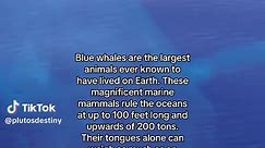 Blue whales are the largest animals ever known to have lived on Earth. These magnificent marine mammals rule the oceans at up to 100 feet long and upwards of 200 tons. Their tongues alone can weigh as much as an elephant. Their hearts, as much as a car