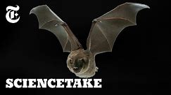 Secrets of the Bat Wing | ScienceTake