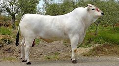 Chianina Beef Cattle | World’s Largest Domesticated Cattle Breed