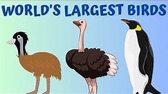 World's Largest Birds | 10 BIGGEST BIRDS In The World
