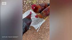 Roosters dumped in the heat