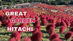 Japan’s Largest Kochia Garden | Hitachi Seaside Park, Ibaraki