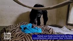 Fox News - MONKEYING AROUND: Mama and baby chimps become...