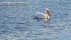 Attempt to recue pelican with broken beak
