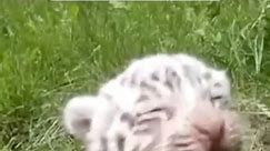 BioCube 09-15-2022 The process of raising baby white tigers #animals #animalrescue #rescue #animals Biocube#animalrescue# Add comment... | bio.cube