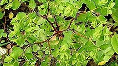 Euphorbia peplus - Alchetron, The Free Social Encyclopedia