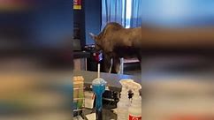 Moose raids trash can at Alaska movie theater