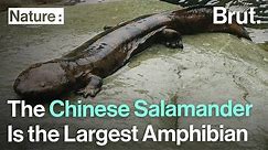 The Chinese Salamander Is the World’s Largest Amphibian