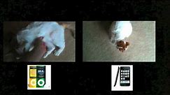 iPod Nano vs. iPhone 3GS: Video Recording Smackdown!