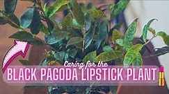 Black Pagoda Lipstick Plant (Aeschynanthus longicaulis) Houseplant Care Guide