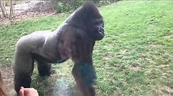 Watch This Gorilla Test a Zoo’s Shatter-Proof Glass With His Fists