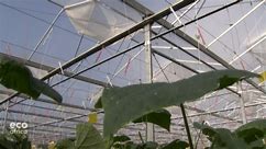 Making greenhouses even greener