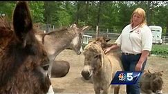 Donkeys up for adoption at North Country farm