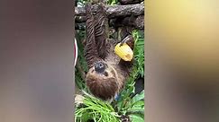 Dozey pet sloth sleeps while eating sweet corn