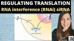 Regulating Translation: RNA interference (RNAi) by small interfering RNA (siRNA). A-level Biology