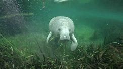 Sharp rise in some Florida manatee deaths linked to 'sudden dietary change': FWC