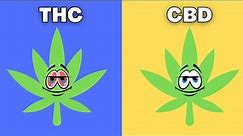 THC vs CBD | Whats the difference?