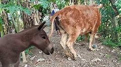 MBS63 Criezkly donkey meting cowbull pogaru mbs 30 april, 2021