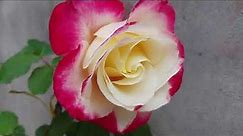 Double Delight hybrid tea rose # Plant overview