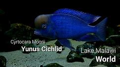 Cyrtocara Moorii (Blue Dolphin) Yunus Cichlid