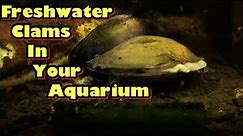 Freshwater clams in your aquarium!