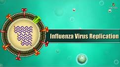 Influenza virus replication Cycle Animation - Medical Microbiology USMLE step 1
