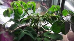 Moringa Oleifera Indoor Grow