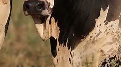 ⭕ World Biggest Cow - Most Beautiful & Big Bull ✅ Biggest Bulls And Cows Cattle Boran