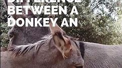 Difference between a donkey & mule