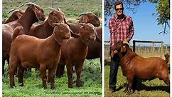 Kalahari Red Goats |Black boer goat | Heavy Goat | Kalahari Goat Farming | Nat Geo World