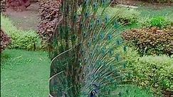 peacock open his feather looks beautiful
