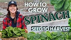 How to Grow Spinach: From Seed to Harvest