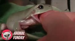 Frogs Eating Fingers 🐸😆 Funny Cute Frog Compilation 🤣 Animal Funday