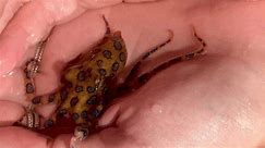 Woman Unknowingly Holds Extremely Dangerous Blue-Ringed Octopus in Bali