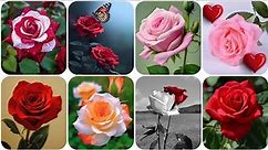 Rose dp images and Flower Wallpaper Photo for whatsapp dp pic | flower photo